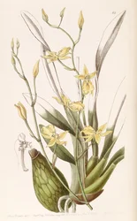 Cyrtochilum aureum